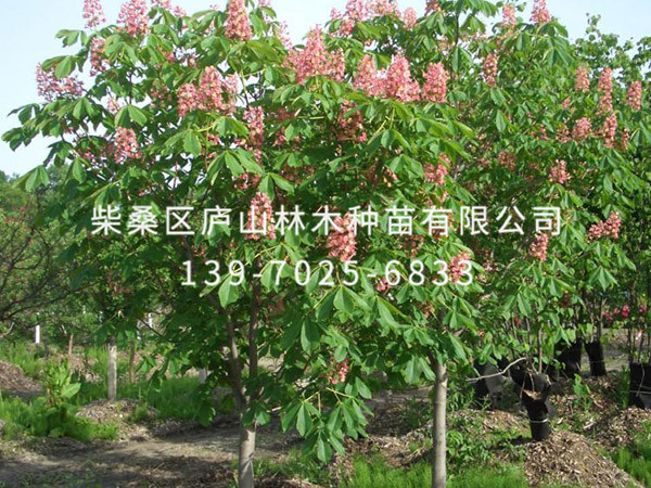 紅花七葉樹(shù)