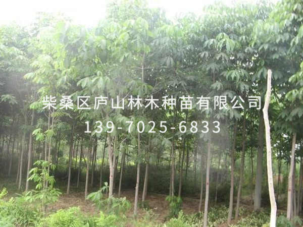 紅花七葉樹(shù)