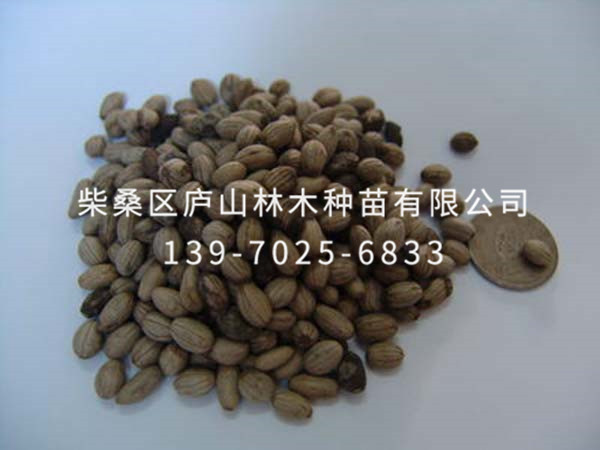 藍果樹(shù)種子